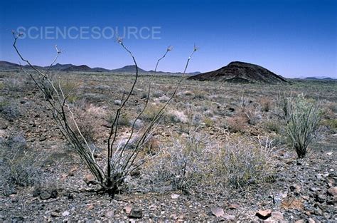 Photograph | Sonoran Desert | Science Source Images