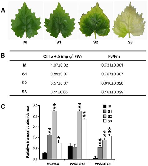 Leaf senescence in grapevine plants. (A) Stages of leaf senescence: M ...