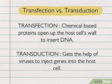 Transfection vs Transduction: Key Differences