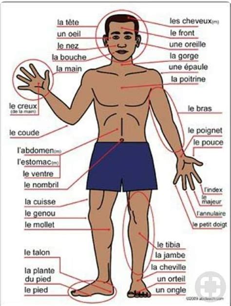 Les parties du corps | French body parts, French education, French vocabulary