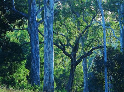 Forestry Australia welcomes landmark study on net benefits of multiple use forest management I ...