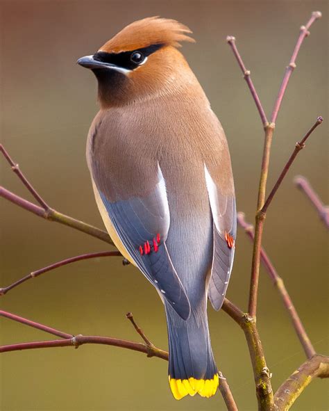 Cedar Waxwing Facts, Habitat, Diet, Life Cycle, Baby, Pictures