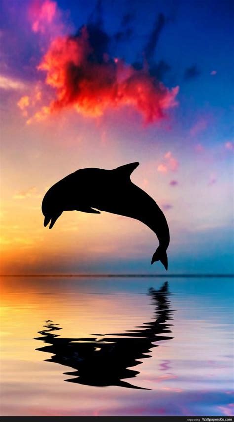 wallpaper for iphone x Dolphin Wallpaper For Iphone 4k HD | Ocean ...