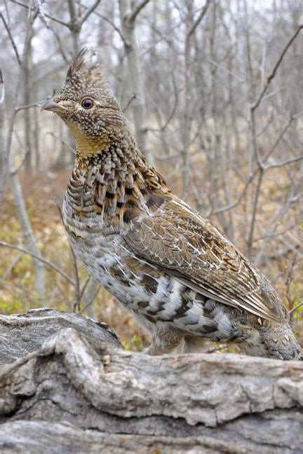 Pennsylvania State Bird - Ruffed Grouse Journal : 150 page lined ...