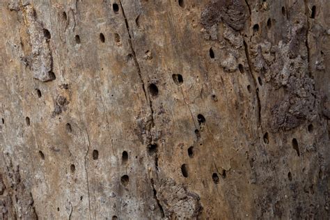 Pine Bark Beetle Treatment in Houston, TX | THE LONE STAR TREE CZAR