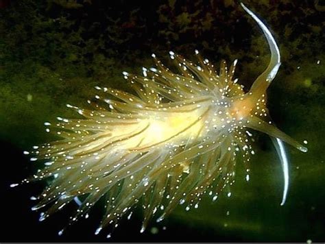 20 Beautiful Animals That Live Under The Sea - Page 4 of 10