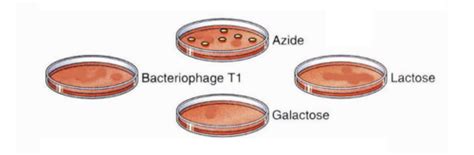 Prokaryotic Gene Mapping Flashcards | Quizlet