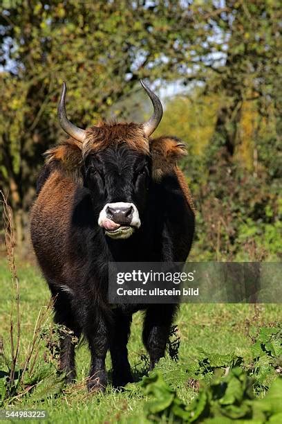 106 Heck Cattle Stock Photos, High-Res Pictures, and Images - Getty Images