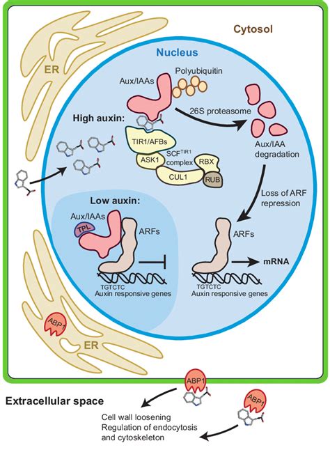 Key components in auxin perception and signalling. Auxin can modulate... | Download Scientific ...