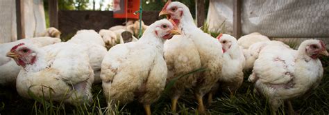 Start Broiler Chicken Farming — Farm Marketing Solutions