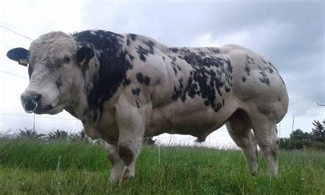 Belgian Blue Cattle Meat