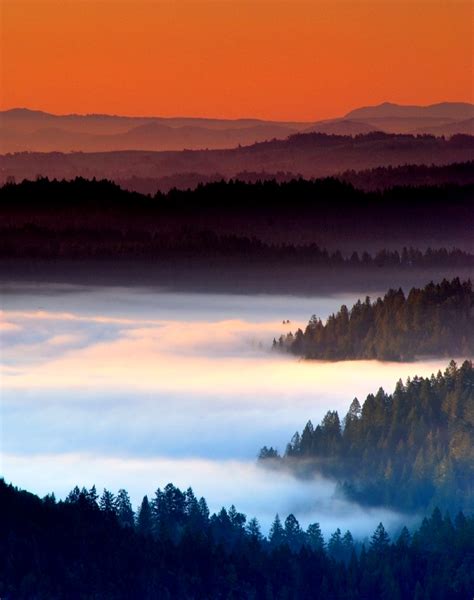 Sea of Fog | A sea of coastal fog covers old growth redwoods… | Flickr