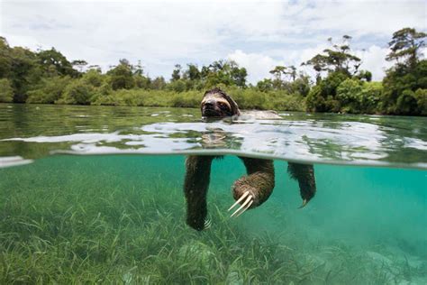 The pint-sized pygmy sloth found only on one island in the world | New ...