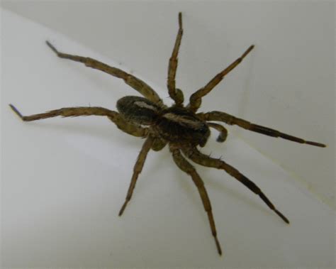 Wolf Spider Species Identification