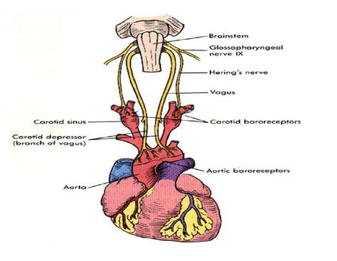 Carotid Artery: Carotid Artery Location