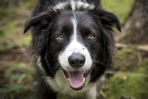 70 Border Collie Names