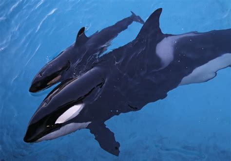 Rare fight at sea between top predators sees killer whales attack and kill great white shark