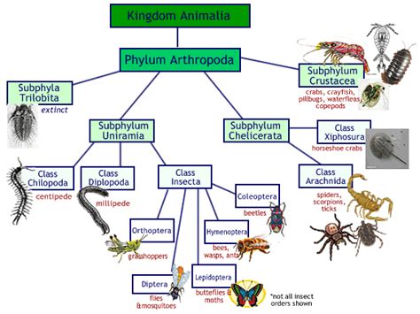 Arthropoda