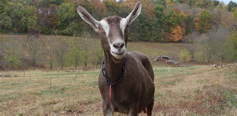 Farm Animal: Toggenburg Goats | culture: the word on cheese