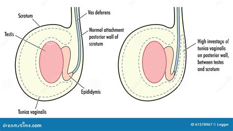 The Anatomy Of The Testicle Vector Illustration | CartoonDealer.com ...