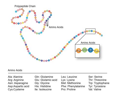 Protein Structure and Function – An Interactive Introduction to ...