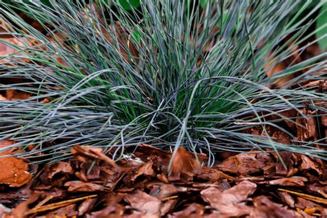 How to Grow and Care for Blue Fescue Grass