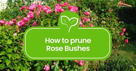 How to Prune Rose Bushes: A Step-by-Step Gardener's Manual - Plant ...