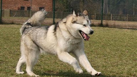 Alaskan Malamute Training Guide | Our Deer