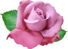 Soft Pink Rose PNG Clip Art Transparent Image | Gallery Yopriceville ...