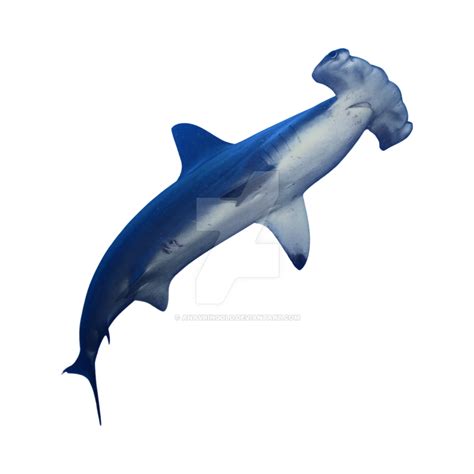 Shark PNG Transparent Background (10) by anavringold on DeviantArt