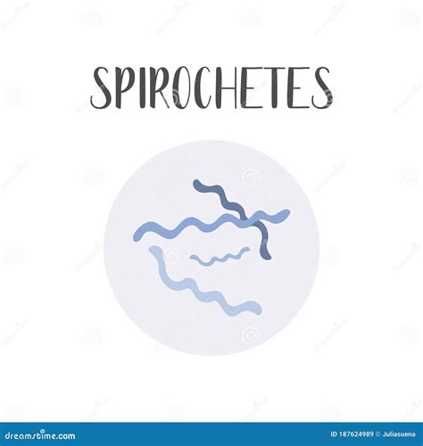 Spirillum. Bacteria Classification. Spiral Shapes Of Bacteria ...