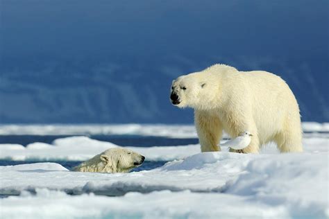 Polar bear death: has extinction tourism gone too far? | Atlas & Boots