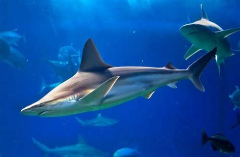 Reef Shark - Description, Habitat, Image, Diet, and Interesting Facts