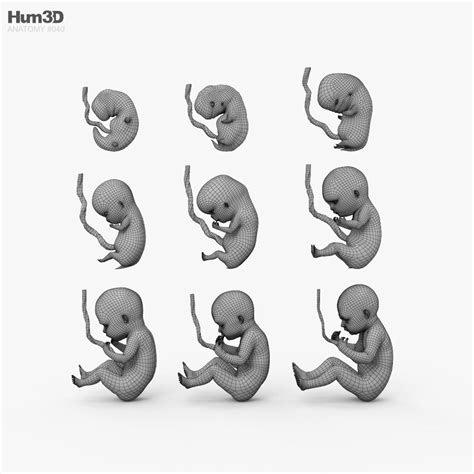 Human Fetus 3D model - Download Anatomy on 3DModels.org