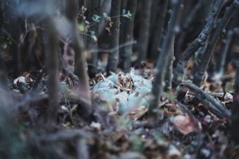 Our Peyote Ceremony in Mexico: A Spiritual Experience