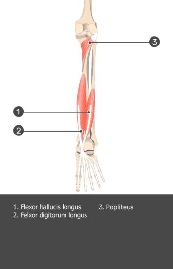 Popliteus Muscle - Attachments, Actions & Innervation