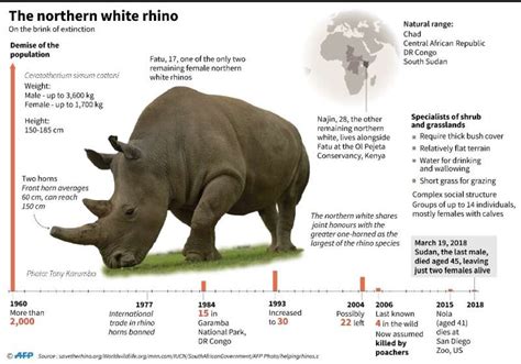 Scientists a step closer to saving northern white rhino from extinction