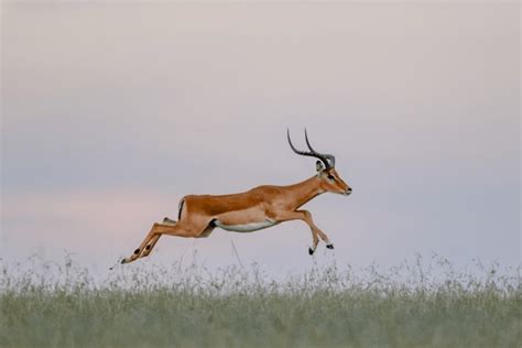 A Gazelle Is Running: Over 2,351 Royalty-Free Licensable Stock Photos ...