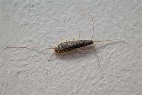 5 Ways to Get Rid of Silverfish Infestation - eMediHealth