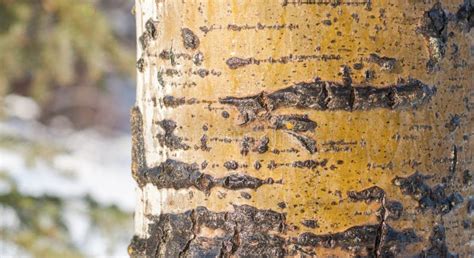 Aspen Tree Trunk - Bark Detail Stock Image - Image of flora, tree ...