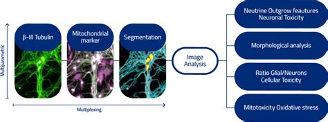 High Content Screening Insights - AXXAM