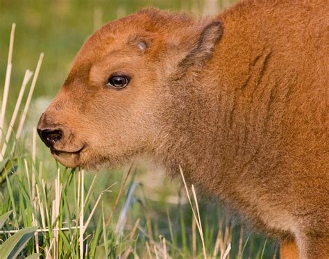 Bison Calf II Photograph by Max Waugh - Pixels