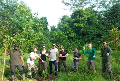 Orangutans are on the move in Borneo - Oyster