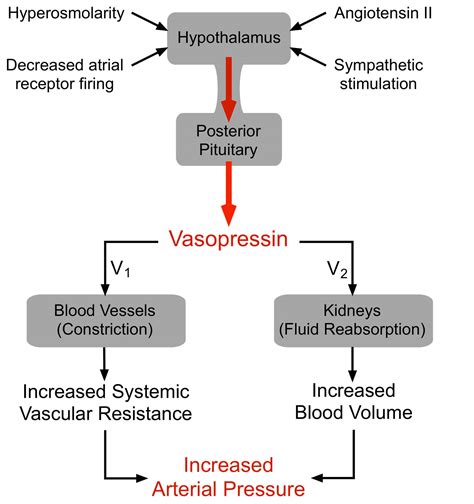 Vasopressin hormone function, vasopressin uses & vasopressin side effects