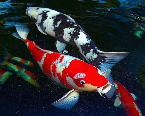 Beautiful Japanese Koi Fish | Koi fish colors, Koi fish, Koi fish pond