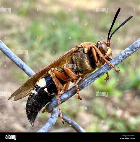 Cicada killer wasp hi-res stock photography and images - Alamy