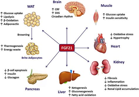 FGF21 and Chronic Kidney Disease - Metabolism - Clinical and Experimental