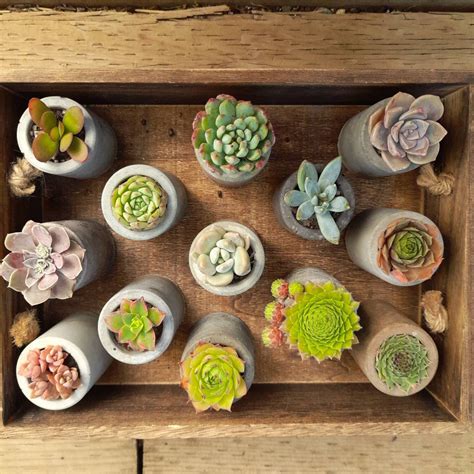 Concrete Mini Pots for Succulents Set of THREE | Etsy