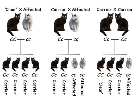 Genetics Of Cat Coat at Katie Ralph blog