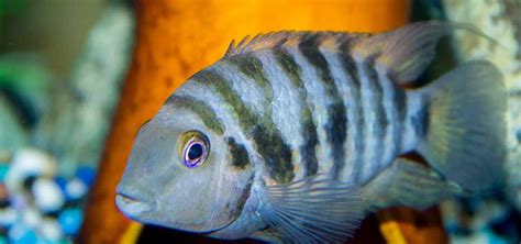 Cichlid Breeding Behavior | Tropical Fish Hobbyist Magazine